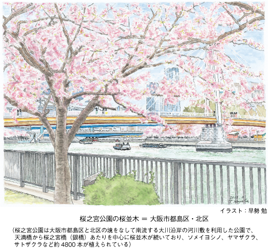 桜之宮公園の桜並木 ＝ 大阪市都島区・北区 