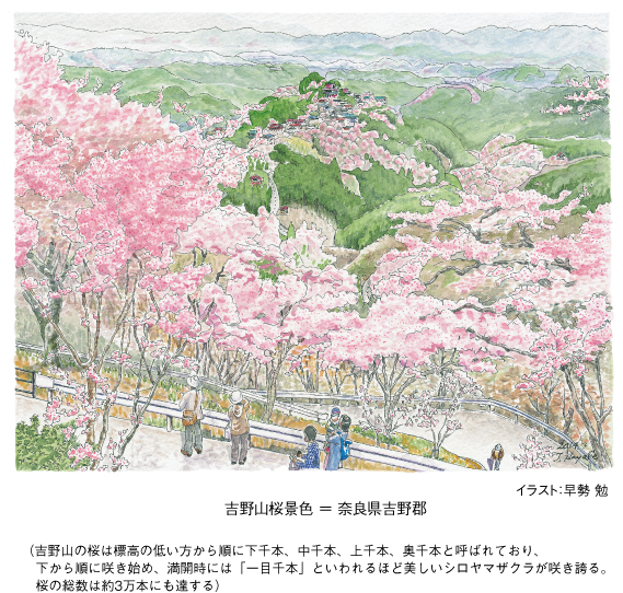 吉野山桜景色 ＝ 奈良県吉野郡 