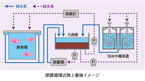 閉鎖循環式陸上養殖イメージ