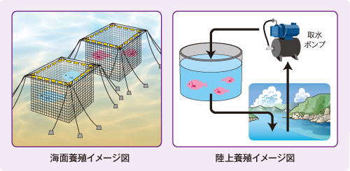 海面養殖イメージ図 / 陸上養殖イメージ図