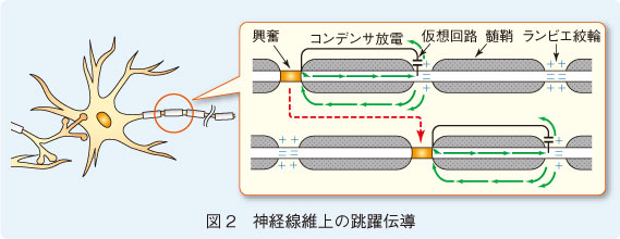 図2　神経線維上の跳躍伝導